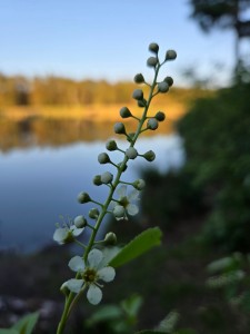 Kategoria 9-13 lat II miejce  [fot. Wiktoria Gwiazda]
